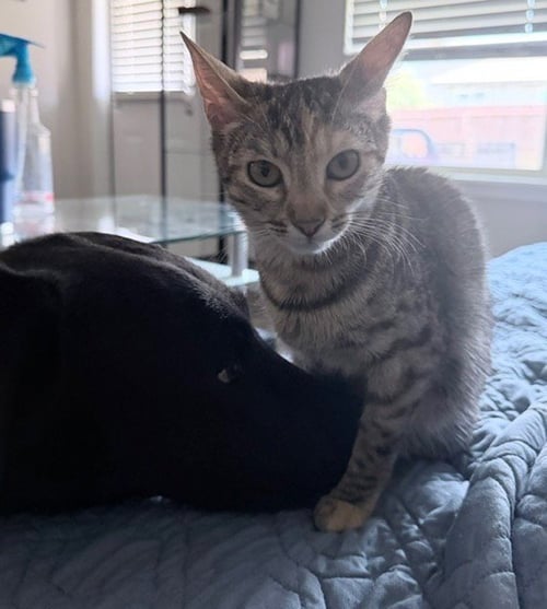 MIKETTE - Tabby available for adoption