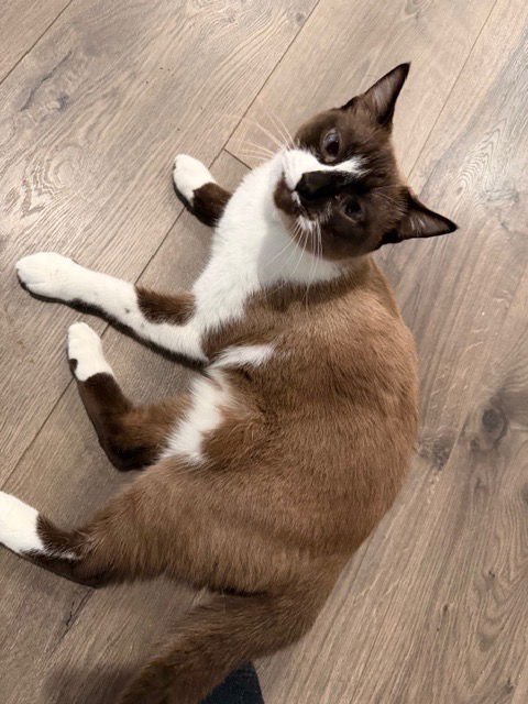 VALKYRIE - Snowshoe / Domestic Short Hair available for adoption