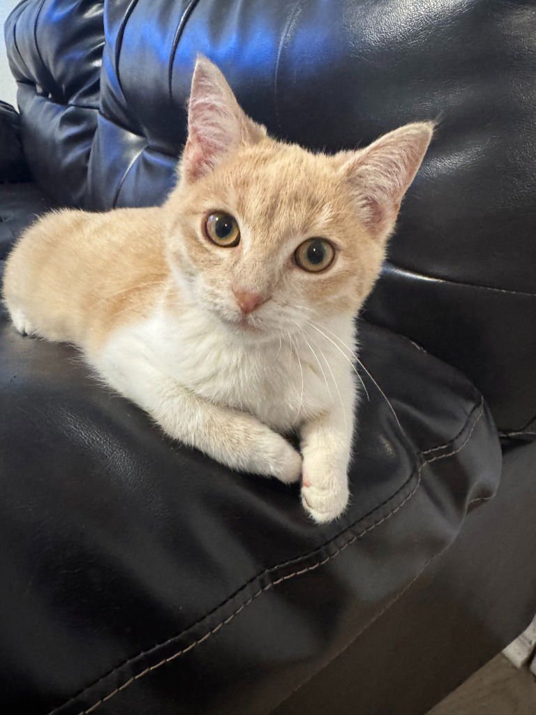 CHESTER - Domestic Short Hair available for adoption