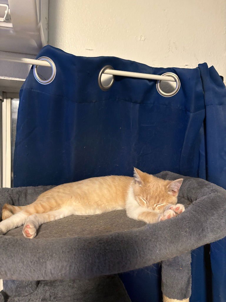 CHESTER - Domestic Short Hair available for adoption