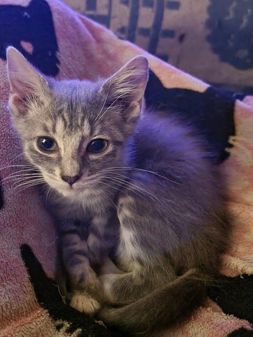 MILKY - Tabby available for adoption