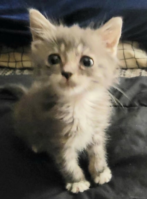MILKY - Tabby available for adoption