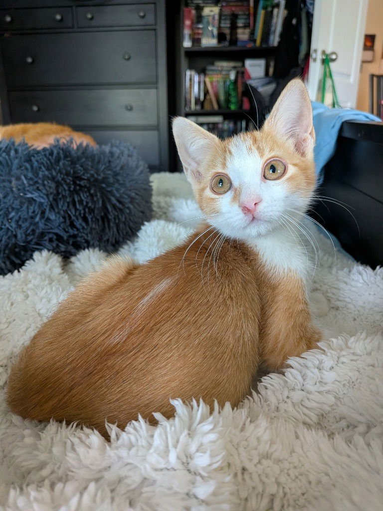 VASYA - Tabby available for adoption