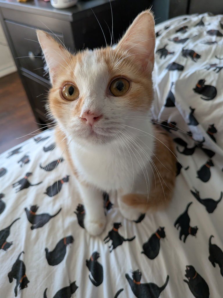 VASYA - Tabby available for adoption