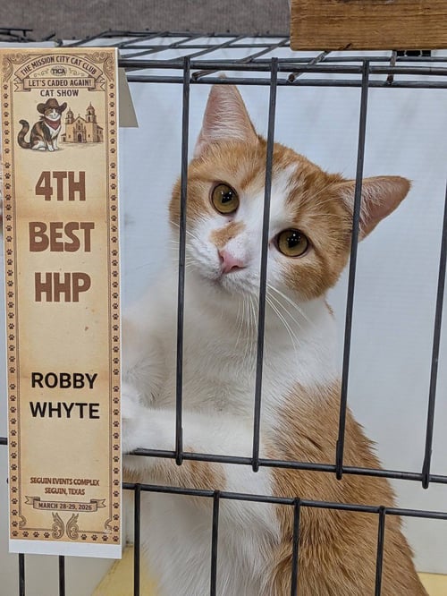 VASYA - Tabby available for adoption