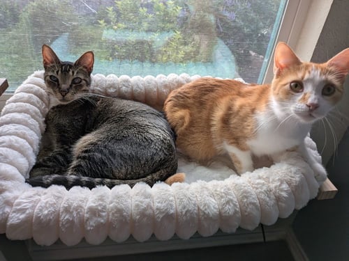 VASYA - Tabby available for adoption