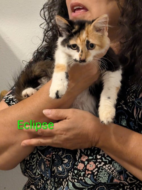 ECLIPSE - Calico available for adoption