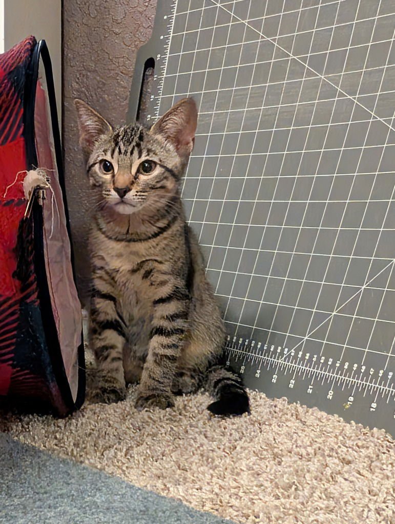 HALLEY - Domestic Short Hair available for adoption