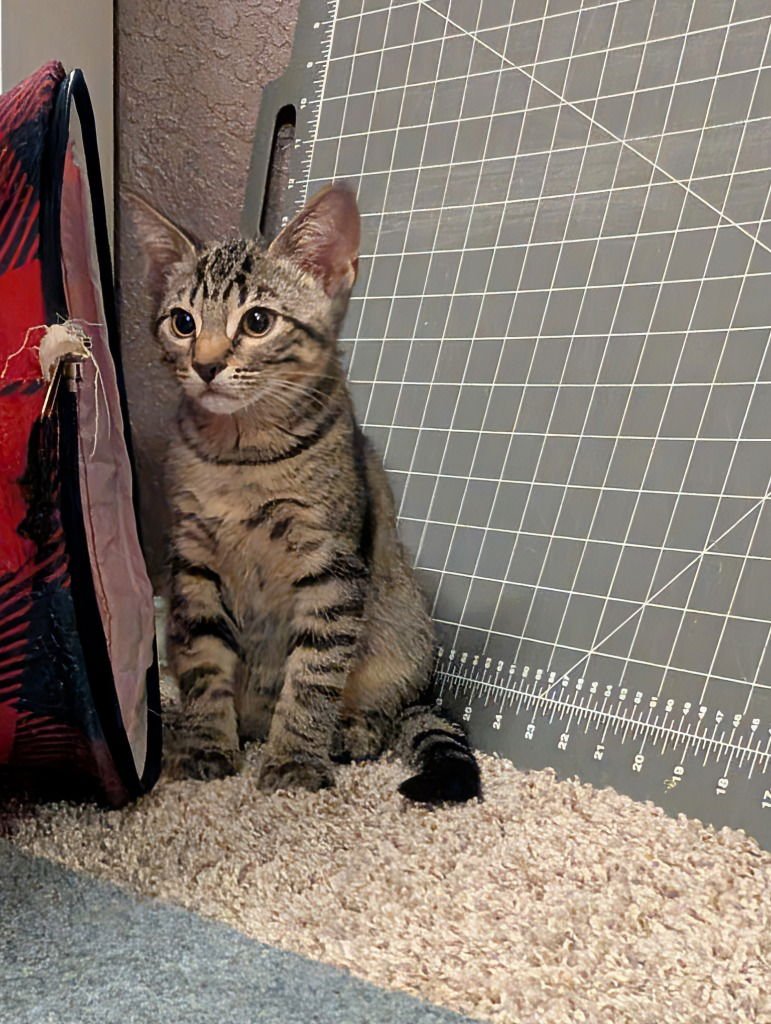 HALLEY - Domestic Short Hair available for adoption