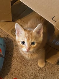 Gingersnap - Photo 1
