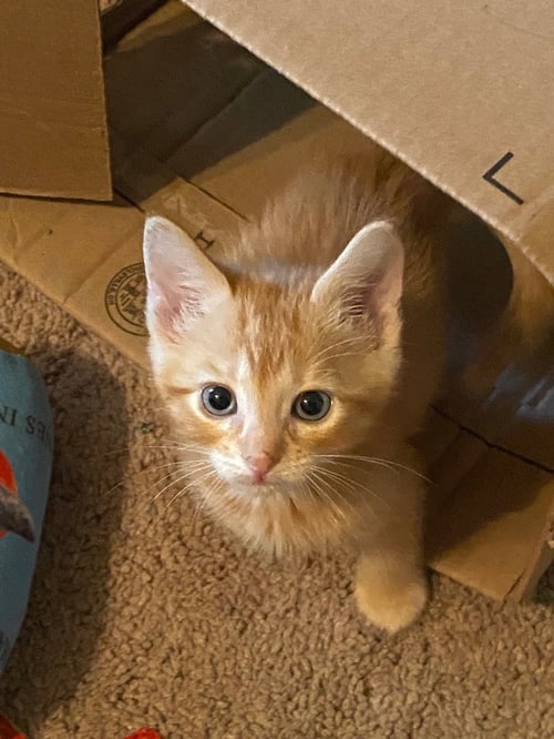 GINGERSNAP - Domestic Short Hair available for adoption