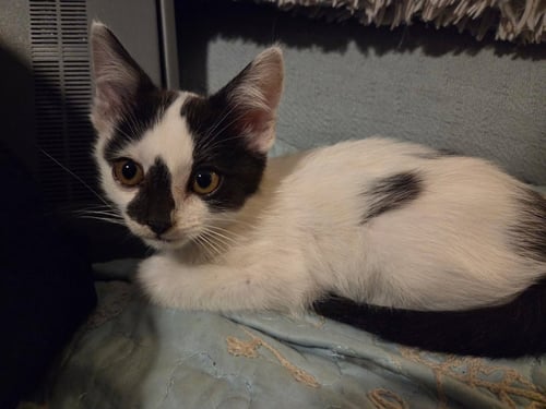KRISPY - Tabby available for adoption