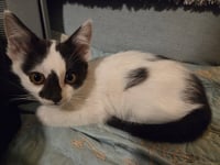 Krispy - Photo 3