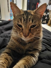 Mishi - Photo 1
