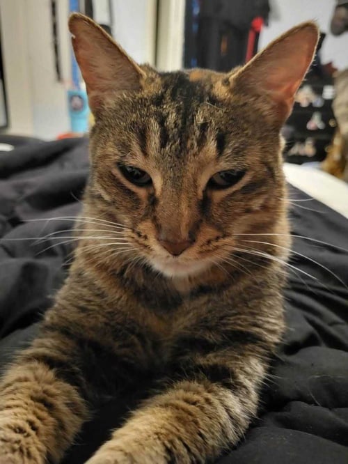 MISHI - Tabby / Calico available for adoption