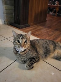 Mishi - Photo 2