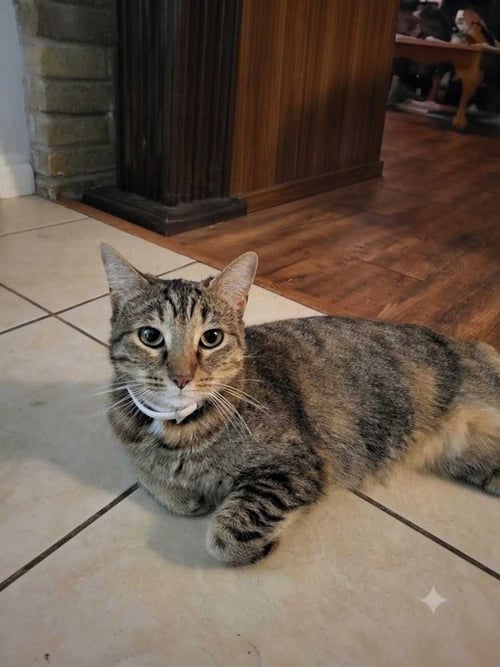 MISHI - Tabby / Calico available for adoption