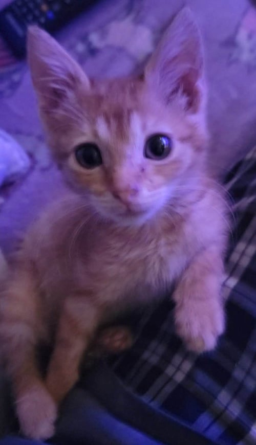 RORY - Tabby available for adoption
