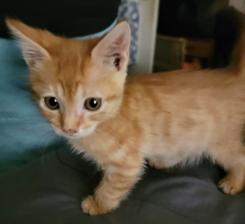 RORY - Tabby available for adoption