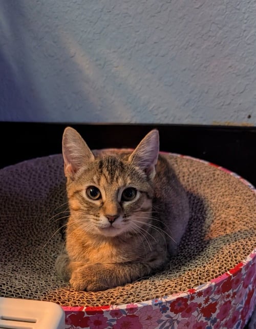 BELLINI - Domestic Short Hair available for adoption