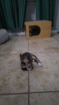 Roxie - Photo 2