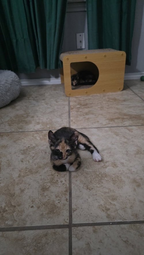 ROXIE - Domestic Short Hair available for adoption