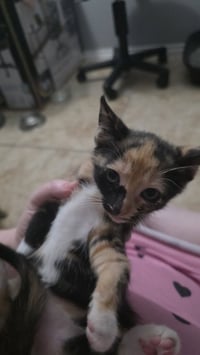 Roxie - Photo 3