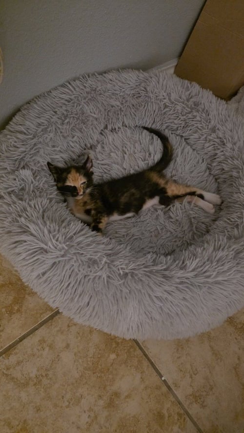 ROXIE - Domestic Short Hair available for adoption
