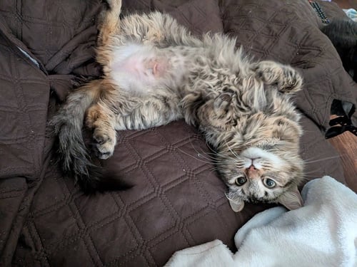 LOLETA - Domestic Long Hair available for adoption