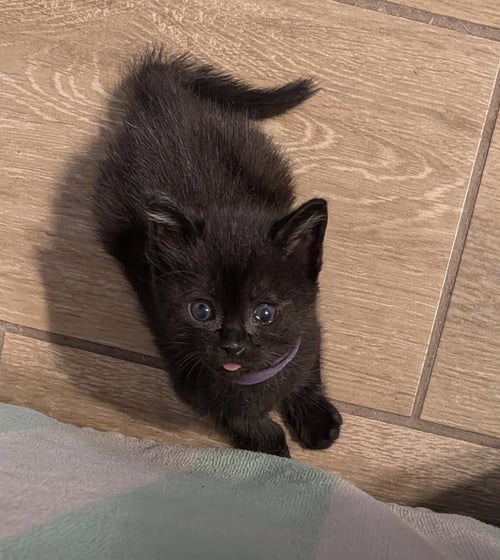 SABIN - Domestic Short Hair available for adoption