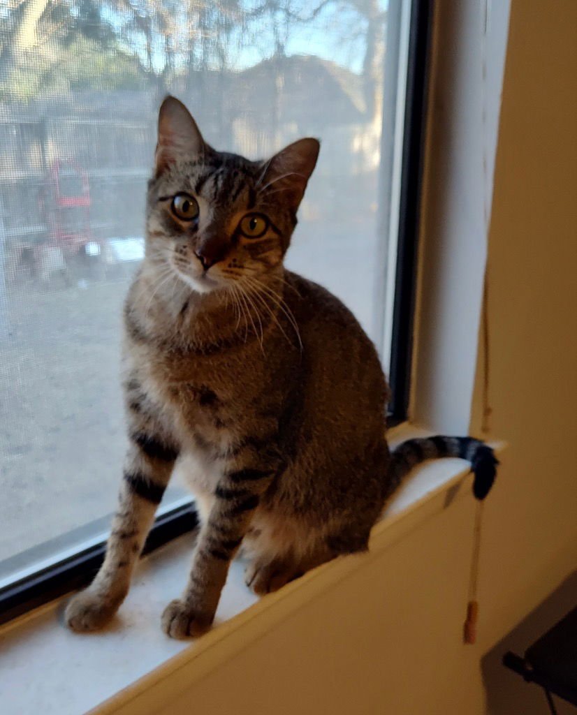 MARY - Tabby available for adoption