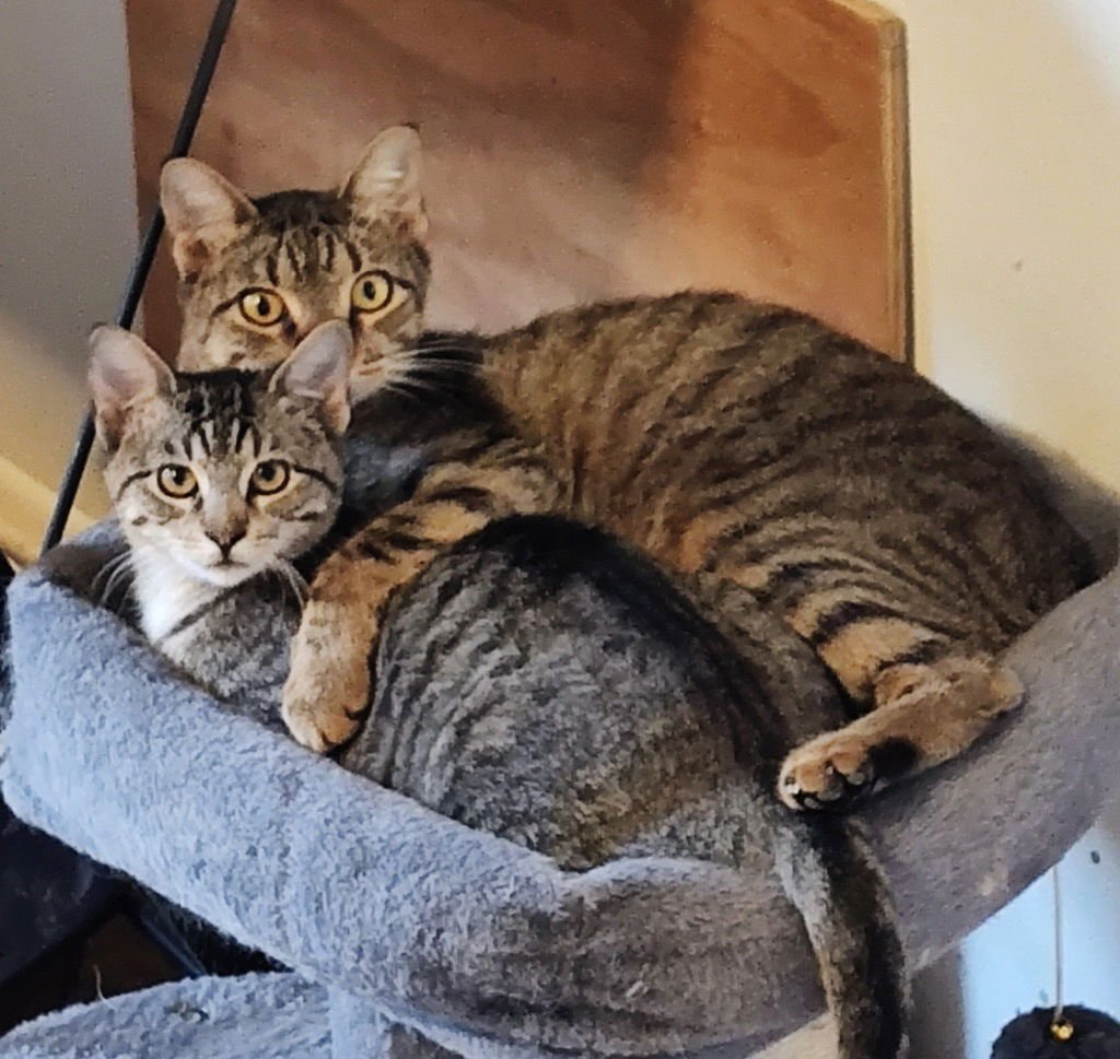 MARY - Tabby available for adoption