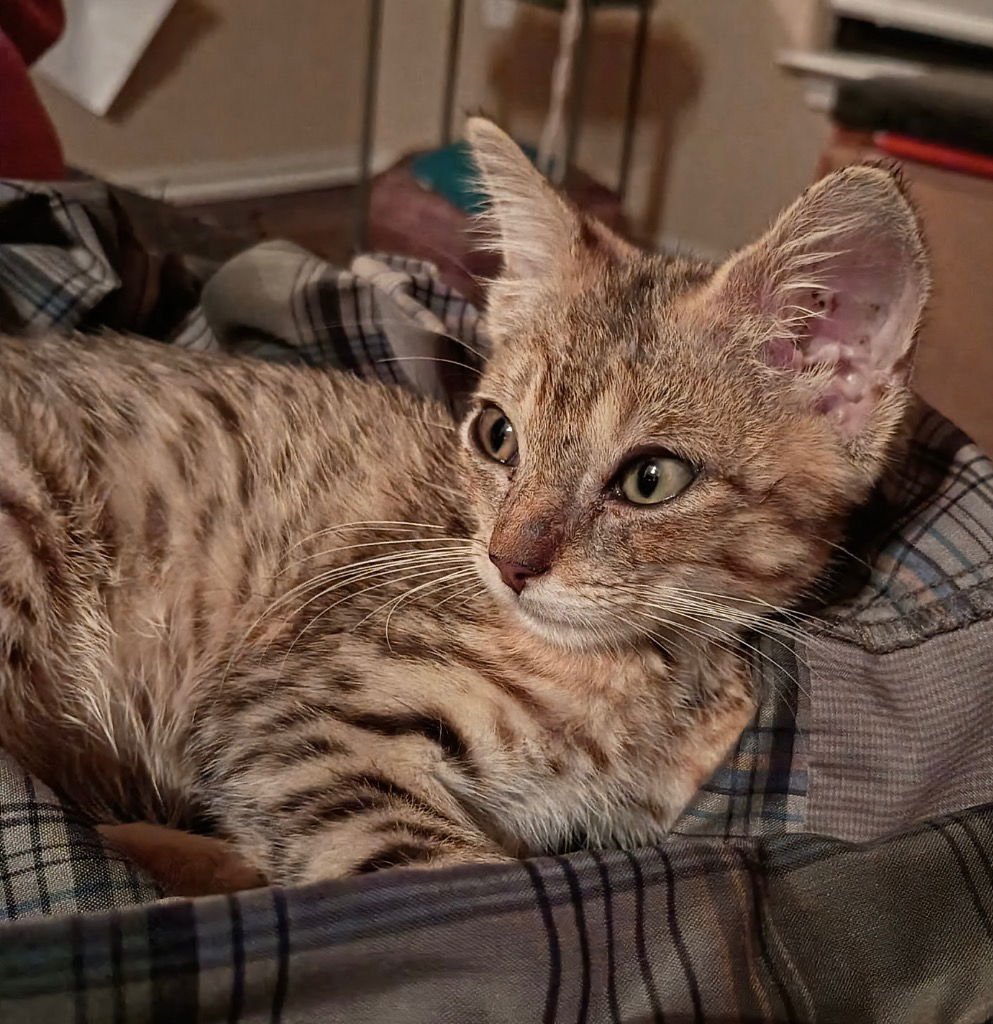 BENNY BUCKETS - Tabby available for adoption