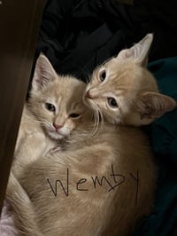 Wemby - Photo 2