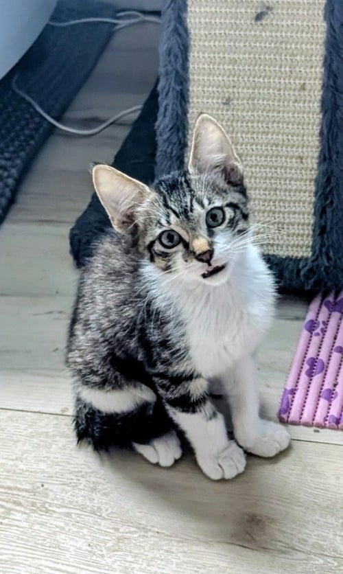 RIESLING - Domestic Short Hair available for adoption