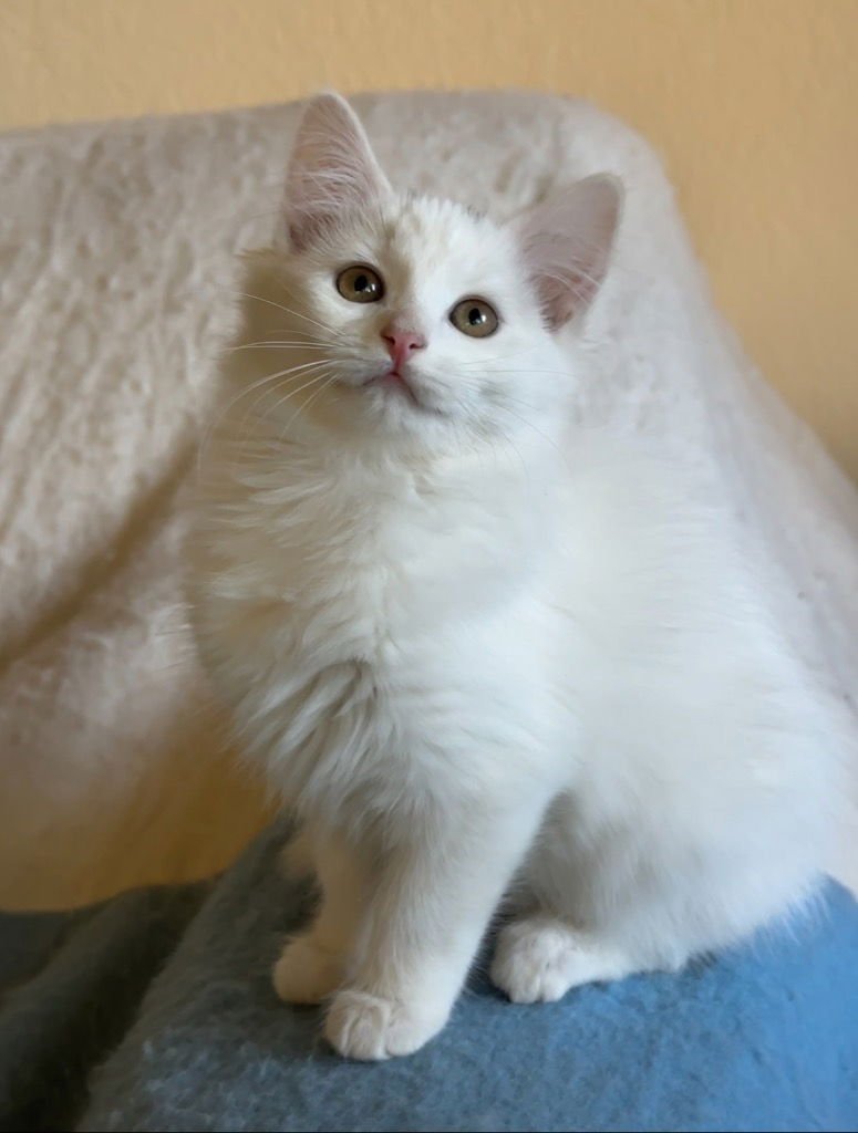 TAFFY LEE FUBBINS - Domestic Medium Hair available for adoption