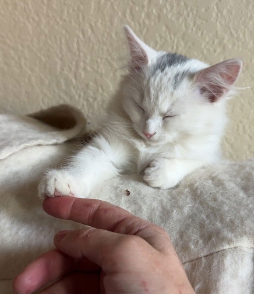 TAFFY LEE FUBBINS - Domestic Medium Hair available for adoption