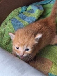 Biscuit - Photo 3