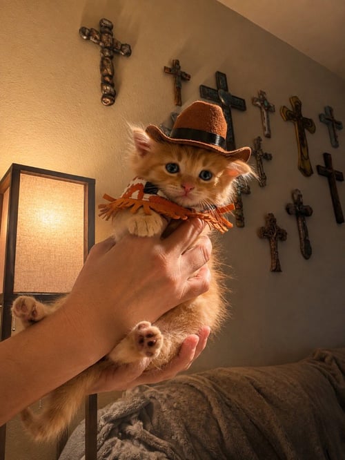 BISCUIT - Tabby available for adoption