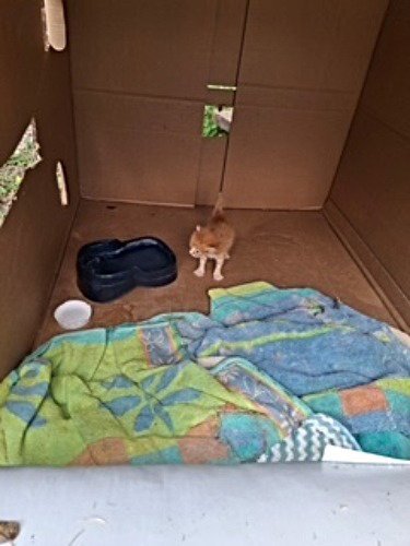 BISCUIT - Tabby available for adoption