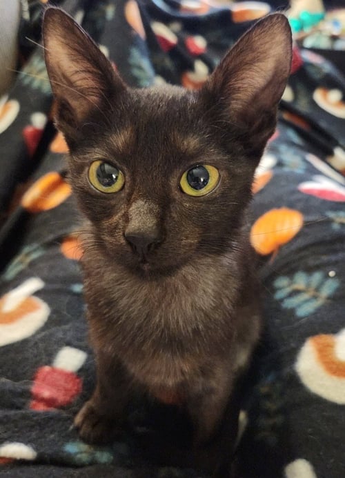 JIMOTHY - Bombay / Domestic Short Hair for adoption in San Antonio