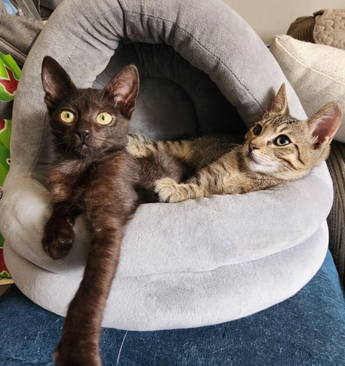 JIMOTHY - Bombay / Domestic Short Hair available for adoption