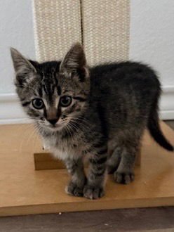 MINI - Tabby available for adoption