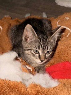 MINI - Tabby available for adoption