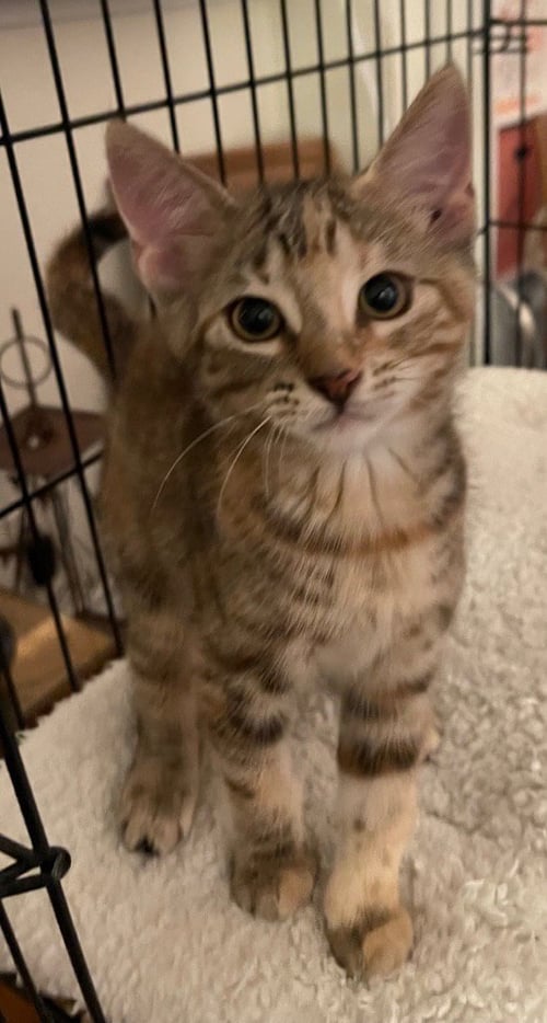CINNAMON - Tabby available for adoption