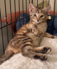 Cinnamon - Photo 3