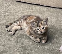 Cinnamon - Photo 4