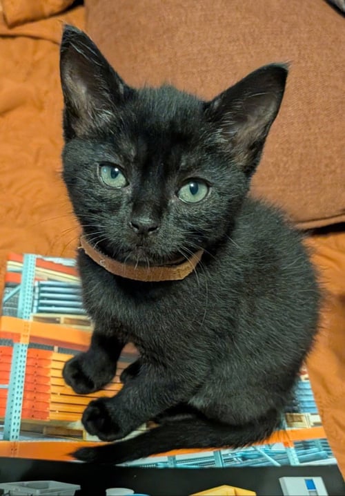 KELLY - Domestic Short Hair available for adoption
