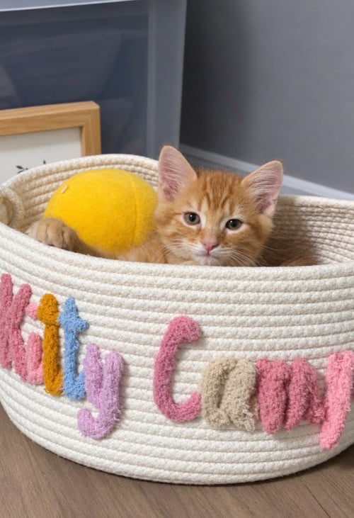 BISCUIT - Tabby available for adoption