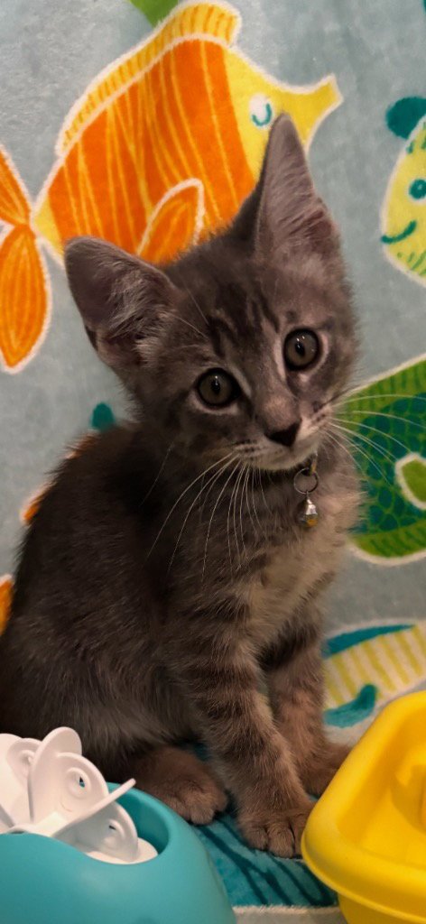 ASH - Tabby available for adoption